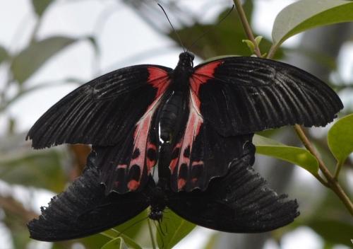Papilio rumanzovia